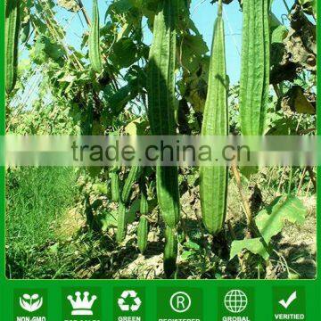 LU01 Duanshen high yield short quality ridge luffa seeds