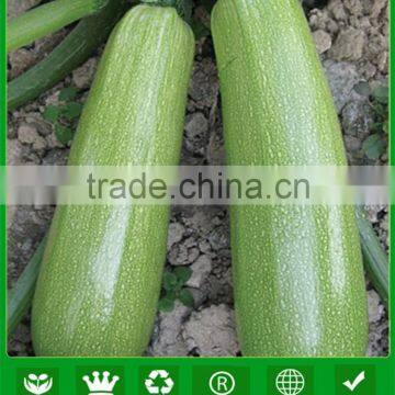 SQ15 Yila hot resistent squash seeds, gourd seeds,long shape squash seeds