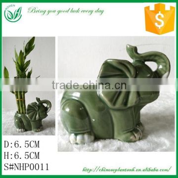 Lucky Bamboo Elephant Flower Pot