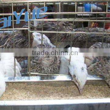 Quail battery cages for sale