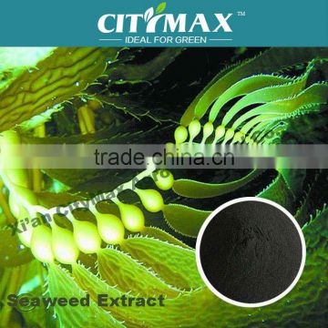 100% ascophyllum nodosum derived Seaweed Foliar Fertilizer