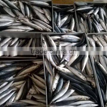 SCAD: ROUND/ LAYANG/ YELLOW TAIL/ YELLOWSTRIPE/ BIG EYES photo-5