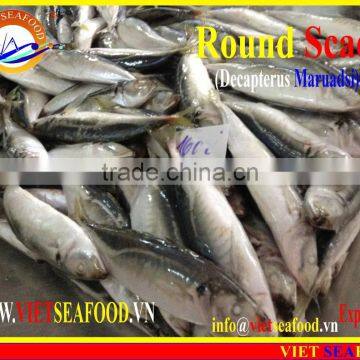 FROZEN MARUADSI WHOLE ROUND (ROUND SCAD) photo-5