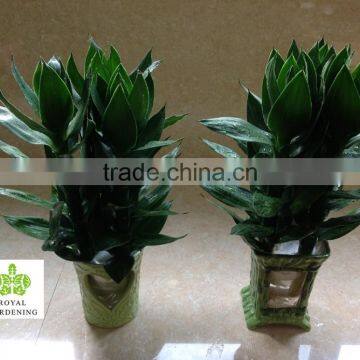 Dracaena Sanderiana Lotus 3 Pcs in One Pot photo-4