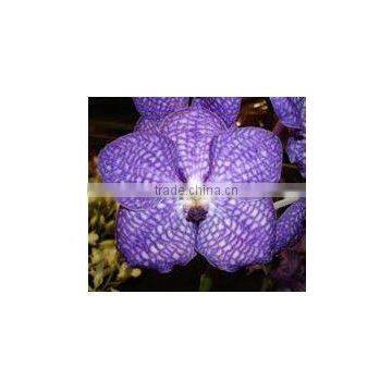 Thailand Best Quality V-001 Vanda Blue Orchid