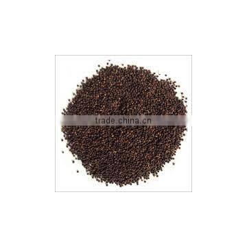 Embelia Ribes photo-3