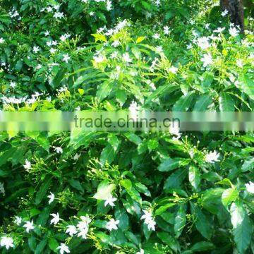 JASMINE ABSOLUTE OILS photo-3