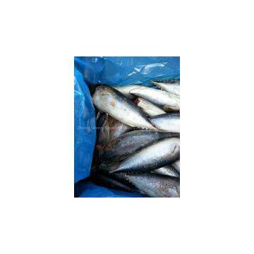Supply Bonito HGT