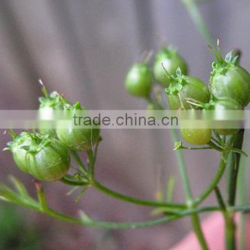 Best Quality Organic Coriander Seeds Sale