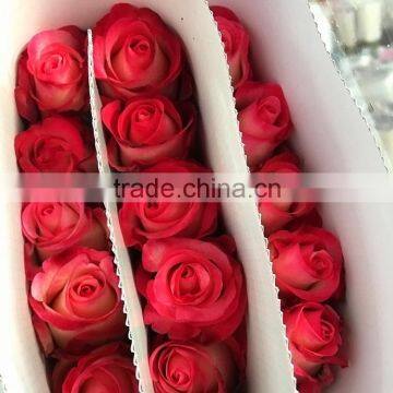 Newest best selling multi-colored fresh cut rose flowers