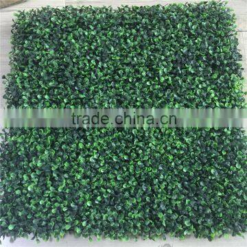Chinese boxwood hedge for sale