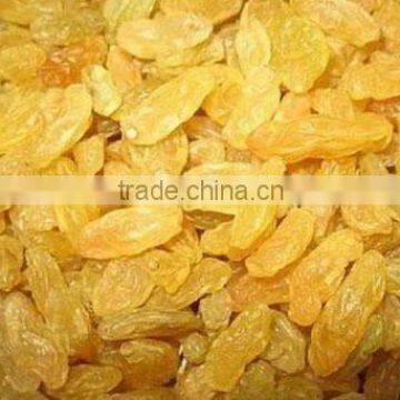 Golden Raisin Yellow Raisin Green Raisin photo-2