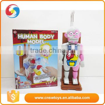 Pretend play Toy Model of human organs exclude 3AA