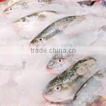 Easy Installation Flake Ice Machines With Best Services photo-4