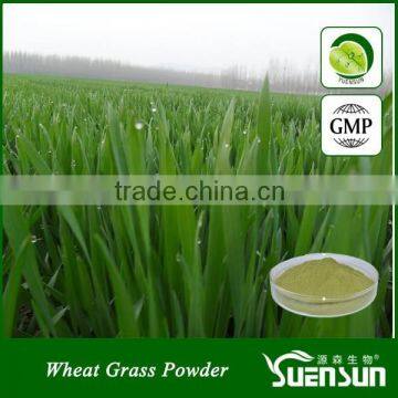 Organic wheat grass juice powder wheat grass powder