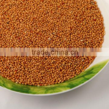 2013 crop yellow millet bird and fish seeds