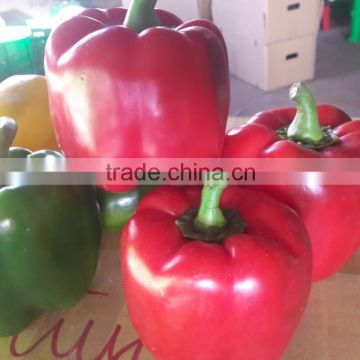 FRESH CAPSICUMS from Viet Nam