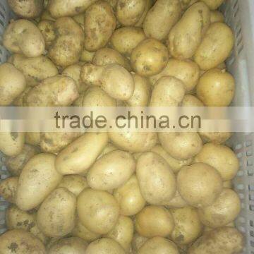 Fresh potato price per ton