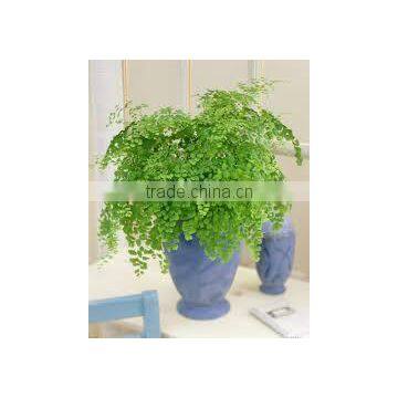 Adiantum raddianum, A. cuneatum (Delta Maidenhair Fern)