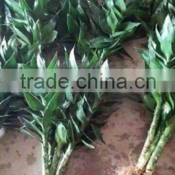 Lucky Bamboo photo-3