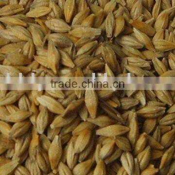 feed barley