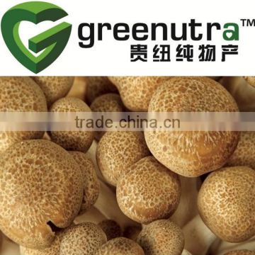 Superior Polysaccharide Shiitake Mushroom P.E.