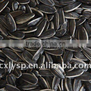 sunflower seeds 5009