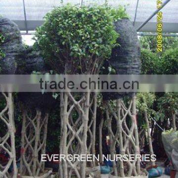 Ficus benjamina