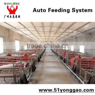 Pig Automatic Feeding line for Pig Equipment Feeding system