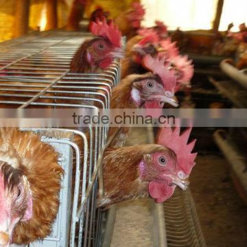 Chicken Cage Poultry Farm