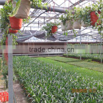 Multi Span Green House With Climate Control and Cooling Pads photo-3
