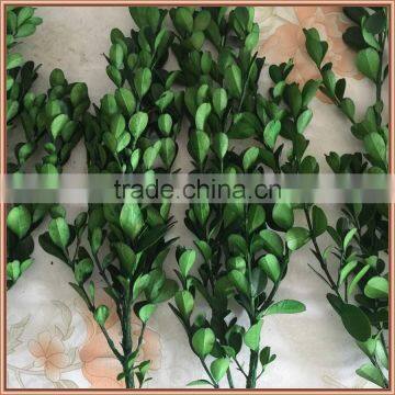 Preserved Boxwood Branch and Stem Wholesale photo-2