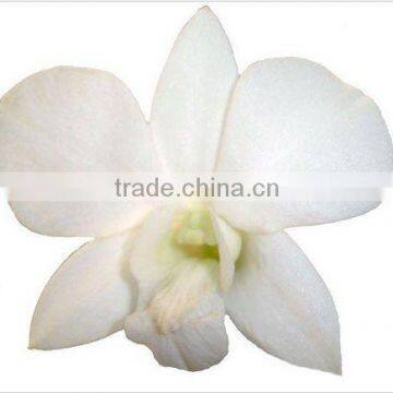 Thailand High Quality D-011 Dendrobium Jumbo White Orchid