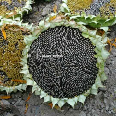 SX No.6 Hybrid Sunflower Seeds for Planting Broomrape Resistant photo-5