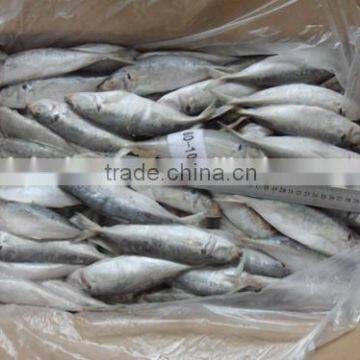 High quality WR frozen jack mackerel fish 80 - 100 g