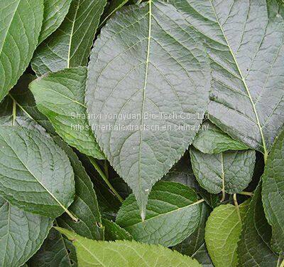 Eucommia Ulmoides P.E. Eucommia Leaf Extract Chlorogenic acid 98%, CAS No.: 327-97-9, natural feeding, Yongyuan Bio