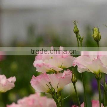 Special classical pink color cut eustoma