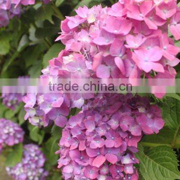 Good Quality New Arrival Fresh Cut Flower Hydrangea Bouquet photo-2