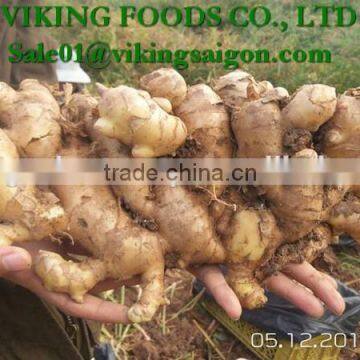 FRESH GINGER _ HIGH QUALITY photo-4