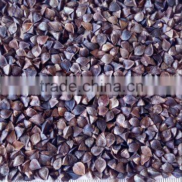 Brown Color and Dried Style Buckwheat
