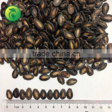 Black Watermelon Seed Wholesalers China photo-2