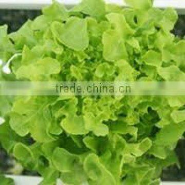 Organic fresh lettuce Green Oak