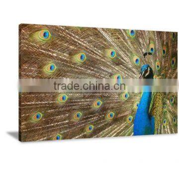 Luxury Peacock Animal Decor Printed Canvas Art For Livingroom DWYS29