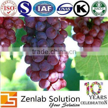 GMP manufacturer supply antioxidants grape seed powder