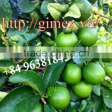 FRESH LIME BEST PRICE / +84 963818434 Vber