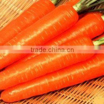 chinese fresh carrot in 11