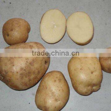 shandong fresh potato price factory