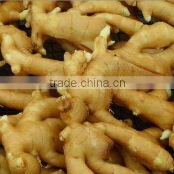 fresh yellow Ginger,thin ginger