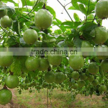 High germination rate Passionforaedulis seeds Passionfruit seeds fruit tree seeds for planting