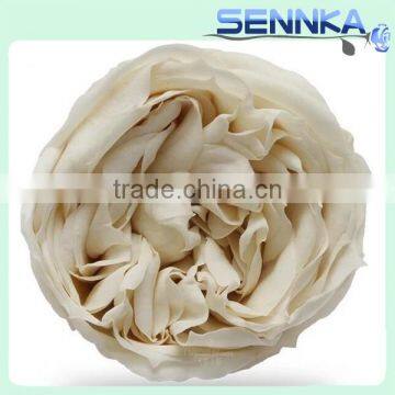 Natural Preserved English Rose Heads in White Green 8 per Box photo-3